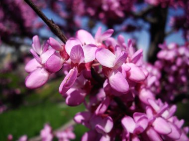 Purple flowers on the tree branch clipart