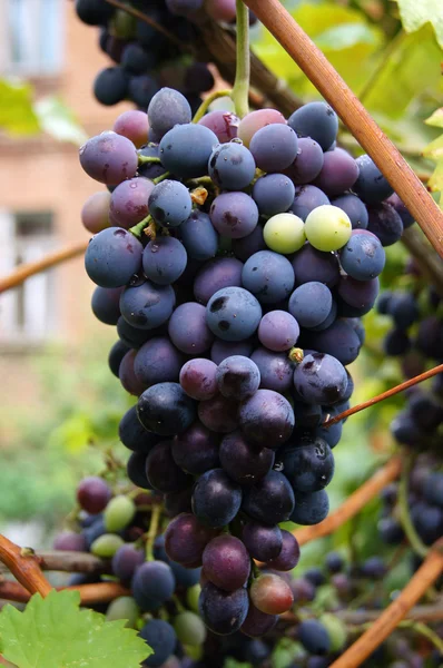 Closeup of bunch of red grape in the vinyard — Stock Photo, Image