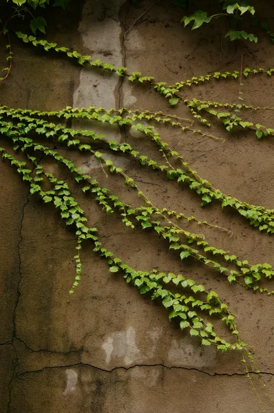 Tanaman menjalar hijau di dinding tua — Stok Foto