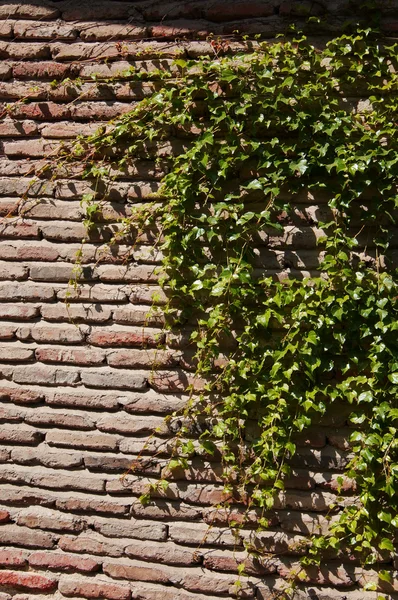 Den grønne kryber plante på en gammel væg - Stock-foto