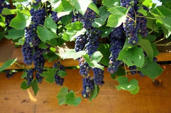 Closeup of bunch of red grape in the vinyard