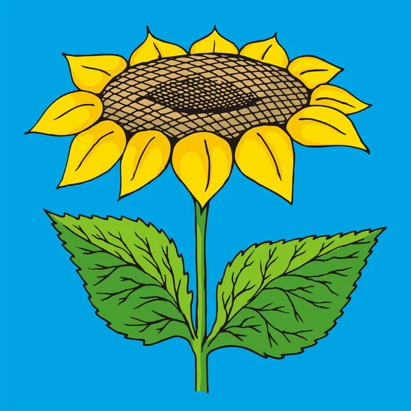 Sunflower sketch — Stock Vector
