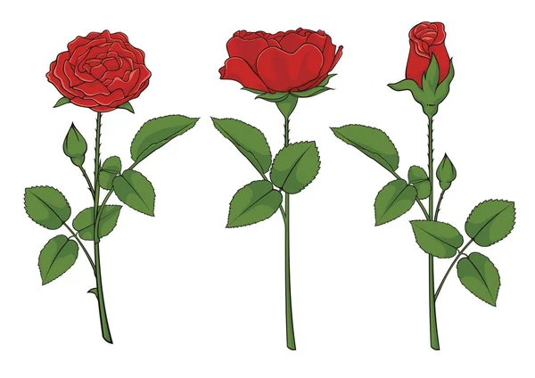 Rosas rojas — Vector de stock