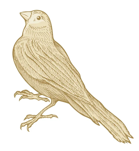 Szkic ptaka — Wektor stockowy