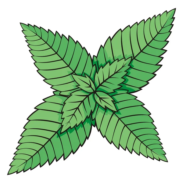 민트 잎 — 스톡 벡터