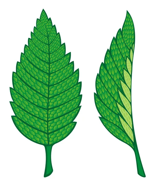 민트 잎 — 스톡 벡터