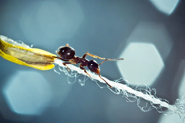 De mier kruipt op een draad — Stockfoto