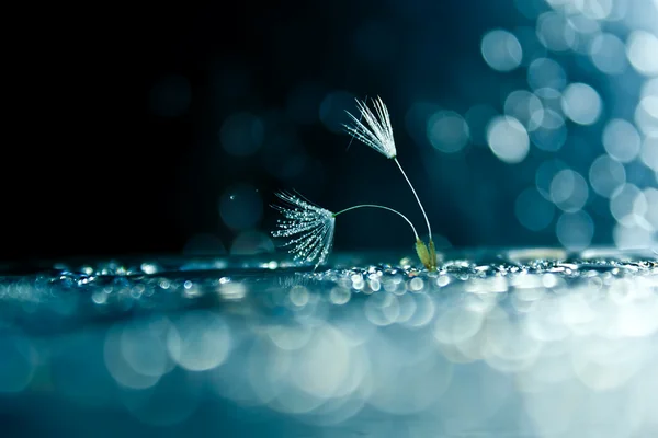 stock image Dandelion down