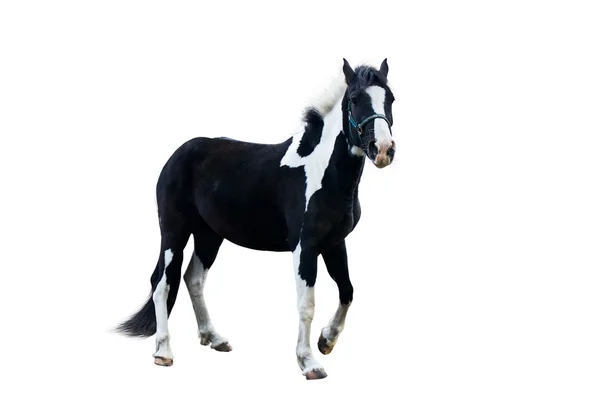 Negro con blanco un caballo —  Fotos de Stock
