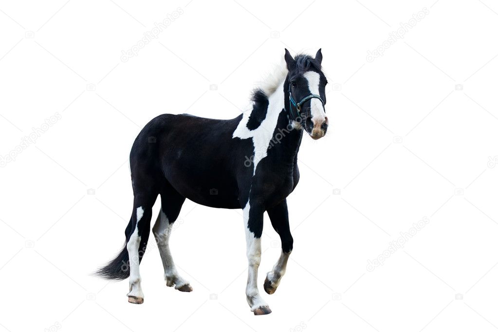 Black with white a horse