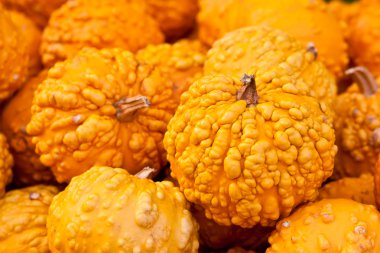 Orange Warted Gourds clipart