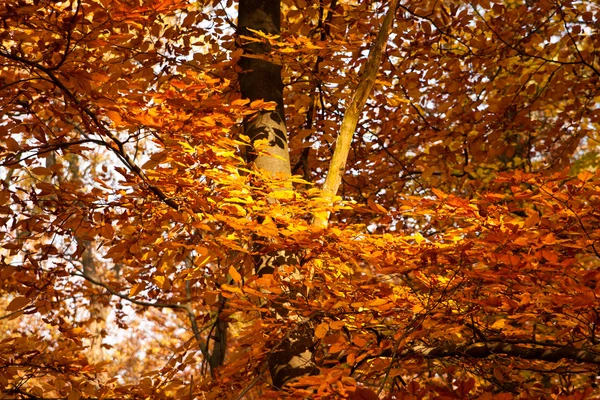 Tree in autumn — Stock Photo, Image