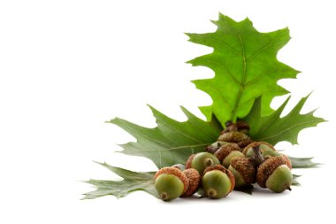 Green acorns clipart