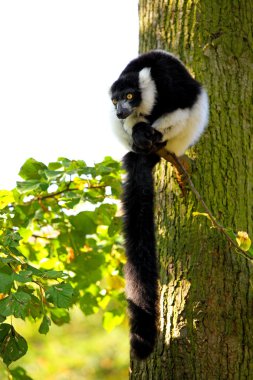 Lemur vari