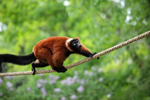 stock image Red lemur vari