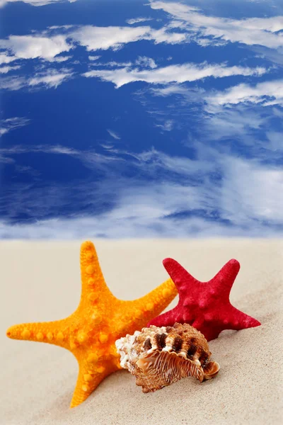 stock image Starfish on the beach on blue sky background