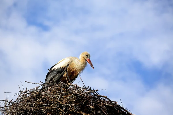 stock image White stork