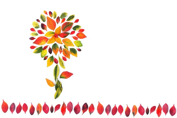 다채 로운 단풍 잎 — 스톡 사진
