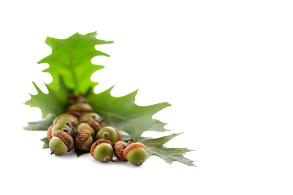 Green acorns — Stock Photo, Image