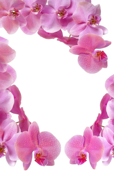 Lyserød orkide - Stock-foto