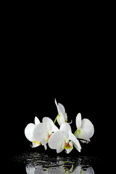 백색 난초 — 스톡 사진