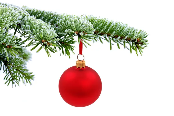 Árbol de abeto perenne de Navidad y bola de vidrio rojo — Foto de Stock