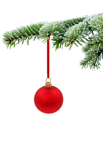 常绿云杉圣诞树和红色玻璃球 — 图库照片