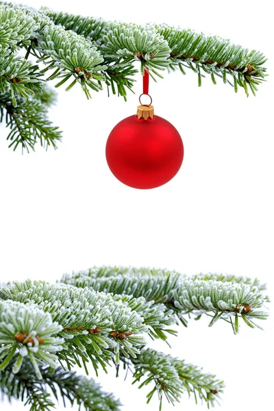 Weihnachten immergrüne Fichte und rote Glaskugel — Stockfoto