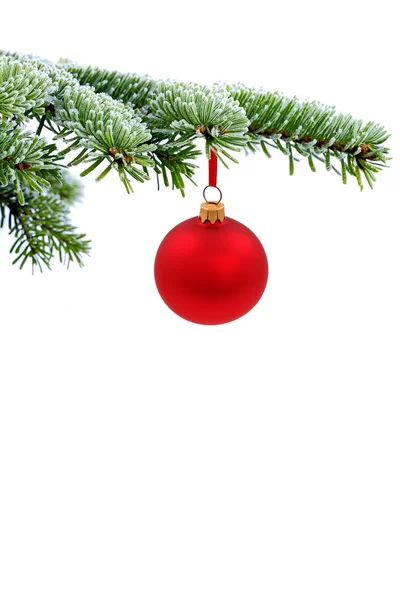 Kerstboom groenblijvende vuren en rood glazen bal — Stockfoto