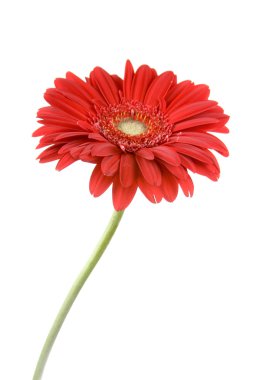 kırmızı gerbera