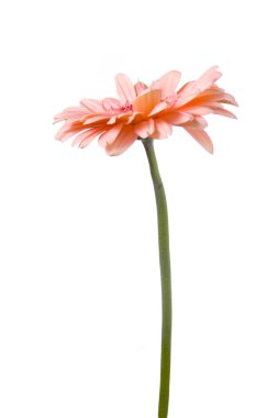 pembe gerbera