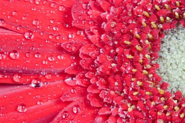 Kırmızı gerbera yakın çekim