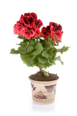 Potted plant pelargonium in a pot clipart