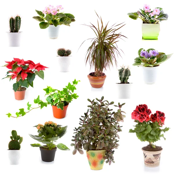 Conjunto de plantas em vaso — Fotografia de Stock