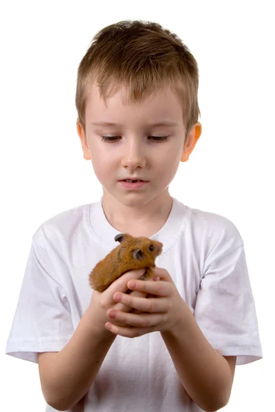 stock image Boy with a hamster