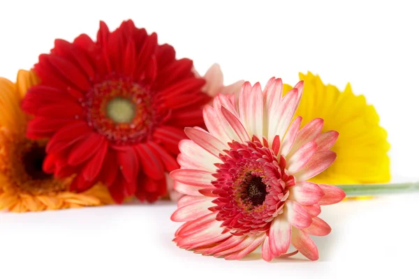Bouquet gerberas — Stock Photo, Image