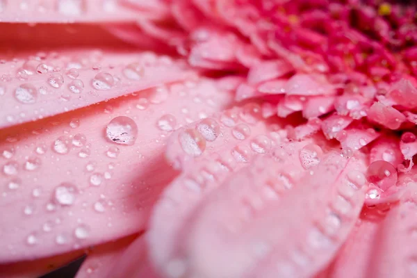Pink gerbera close-up — Stock Photo, Image