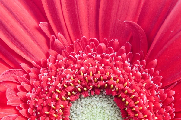 Close-up λευκό κόκκινο λουλούδι — Φωτογραφία Αρχείου