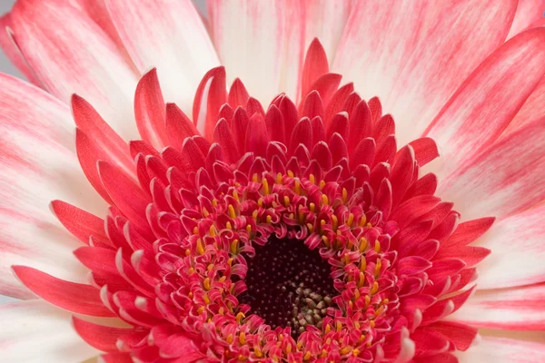 Ζέρμπερα ροζ close-up — Φωτογραφία Αρχείου