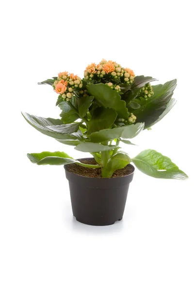 Houseplant in a pot — Stock Photo, Image
