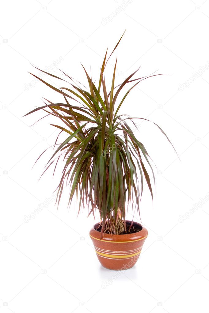 Potted plant in a pot