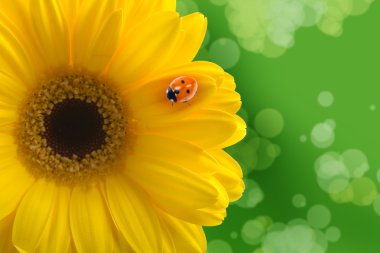 Ladybird on a yellow flower clipart