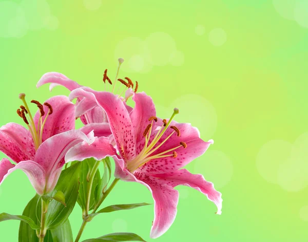 아름 다운 핑크 백합 — 스톡 사진