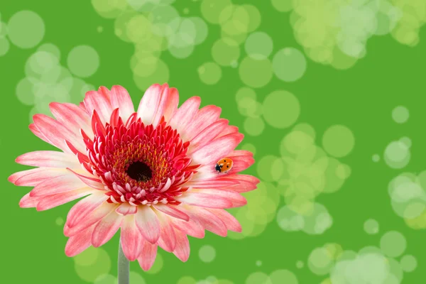 Coccinella su un fiore rosa — Foto Stock