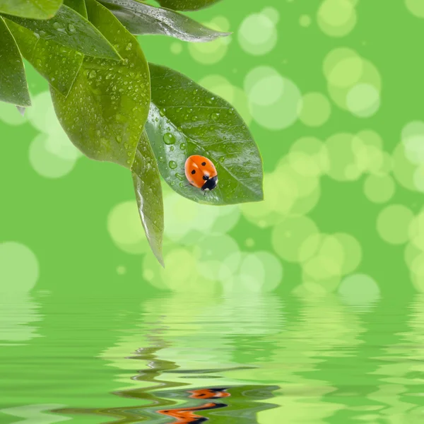 Wet green leaves and a ladybird — Stock Photo, Image