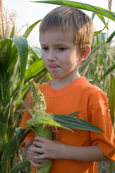 Fiú áll a kukorica a területen — Stock Fotó