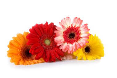 buket gerbera