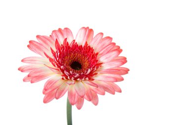 pembe gerbera