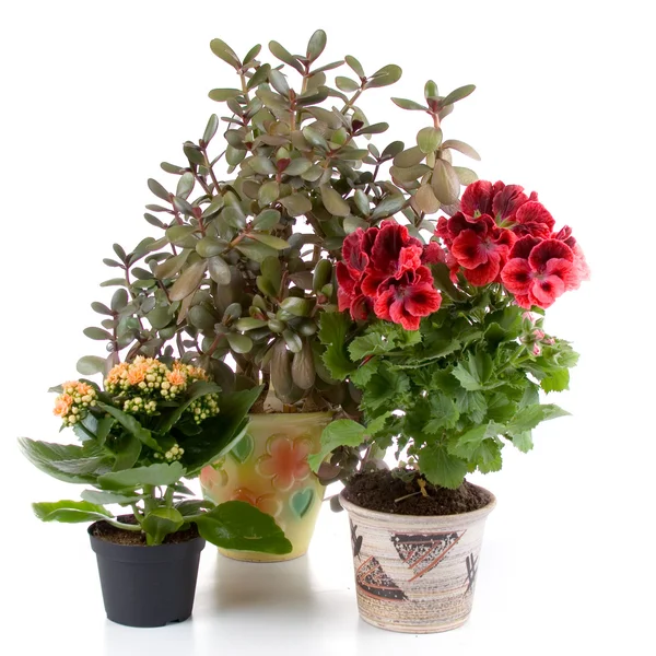 Potted plants — Stock Photo, Image