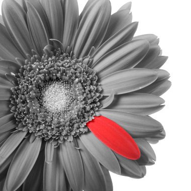 petal kırmızı ile siyah-beyaz gerbera